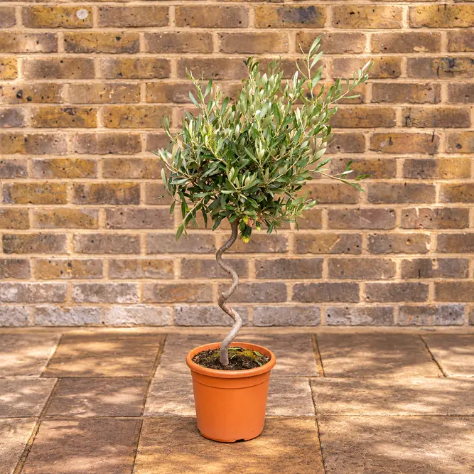 Olea europaea Standard Spiral (4L) Spiral Stem Olive Tree - image 1