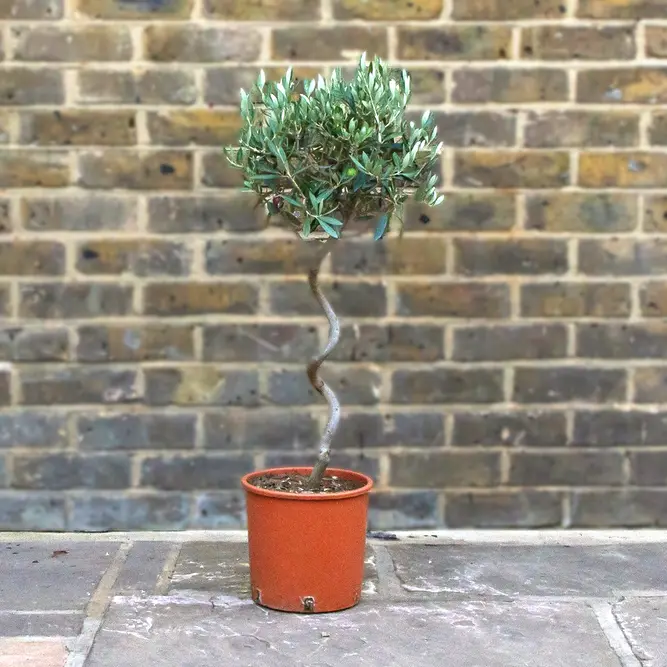 Olea europaea Standard Spiral (4L) Spiral Stem Olive Tree - image 1