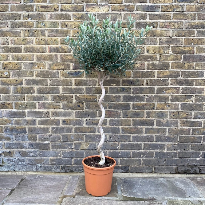 Olea europaea Standard Standard Spiral ( Clipped Head 50cm) Spiral Stem Olive Tree