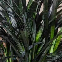 Ophiopogon (Black Mondo Grass)