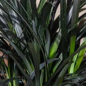 Black Mondo Grass - Ophiopogon planiscapus Nigrescens