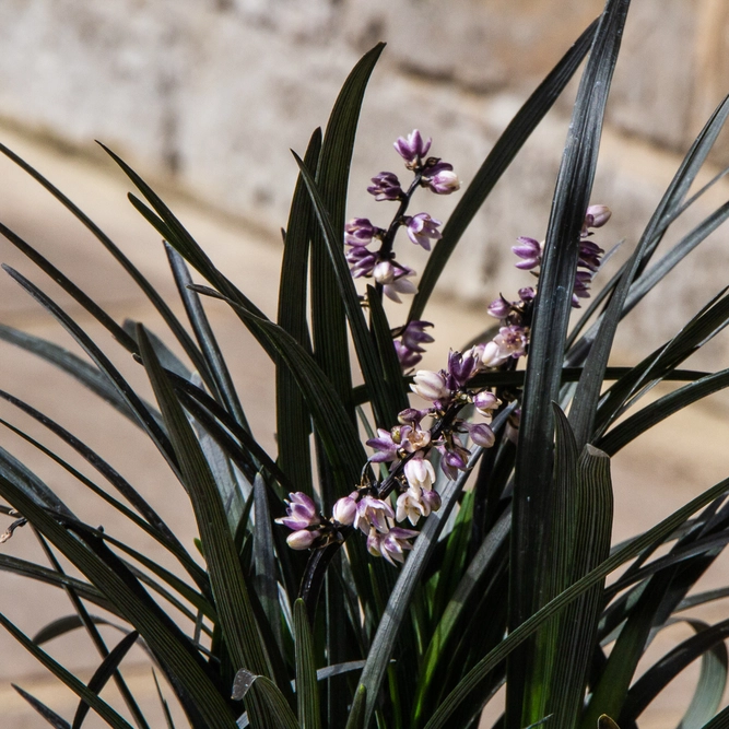 Black Mondo Grass - Ophiopogon planiscapus Nigrescens