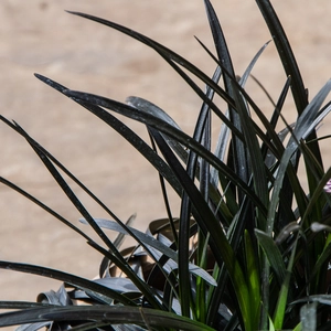 Black Grass - Ophiopogon planiscapus Nigrescens