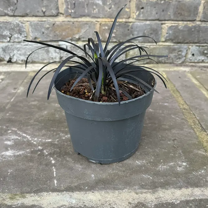 Ophiopogon planiscapus (Pot Size 17cm) Black Grass - image 5