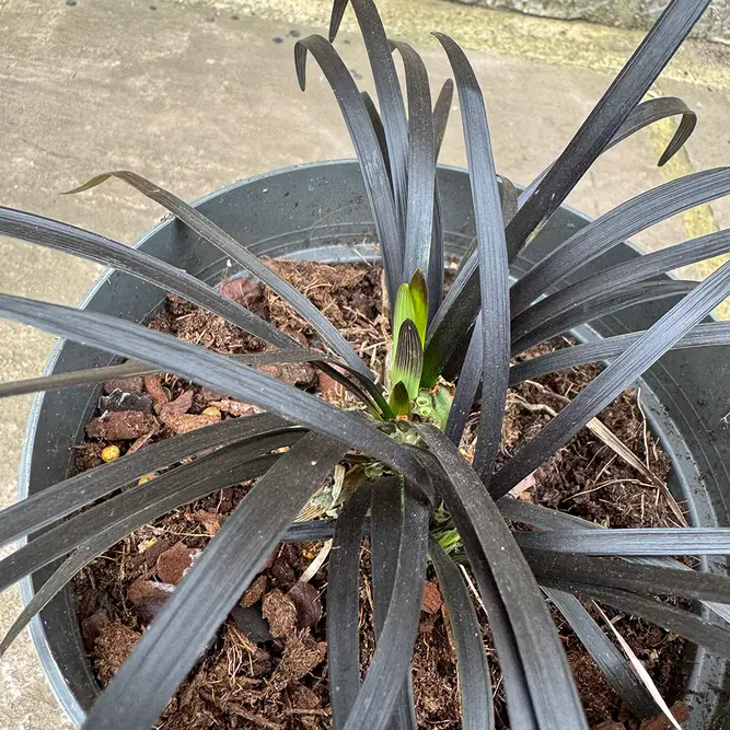 Ophiopogon planiscapus (Pot Size 17cm) Black Grass - image 6