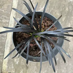 Ophiopogon planiscapus (Pot Size 17cm) Black Grass - image 7