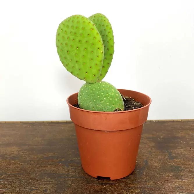 Opuntia inermis (Pot Size 8.5cm) Southern spineless cactus - image 1