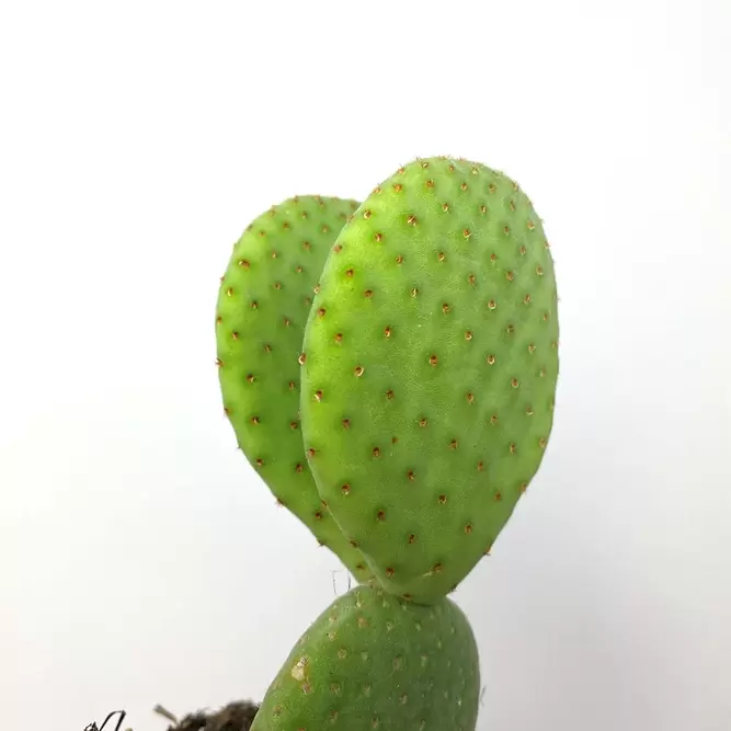 Opuntia inermis (Pot Size 8.5cm) Southern spineless cactus - image 6