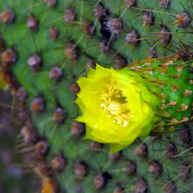 Opuntia inermis (Pot Size 8.5cm) Southern spineless cactus - image 8