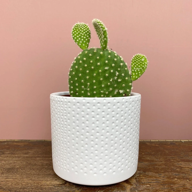 Opuntia microdasys var. albispina (Pot Size 10.5cm) Bunny ear cactus - image 1