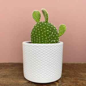 Opuntia microdasys var. albispina (Pot Size 10.5cm) Bunny ear cactus - image 1