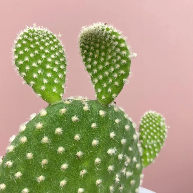 Opuntia microdasys var. albispina (Pot Size 10.5cm) Bunny ear cactus - image 2