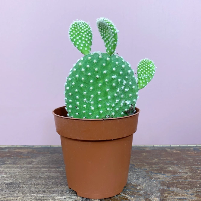 Opuntia microdasys var. albispina (Pot Size 10.5cm) Bunny ear cactus - image 3