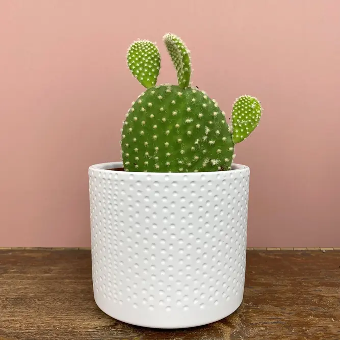 Opuntia microdasys var. albispina (Pot Size 5cm) Bunny ear cactus - image 1