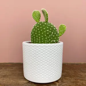 Opuntia microdasys var. albispina (Pot Size 5cm) Bunny ear cactus - image 1