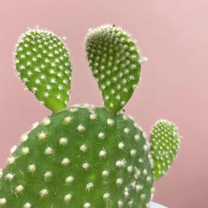 Opuntia microdasys var. albispina (Pot Size 8.5cm) Bunny ear cactus - image 2