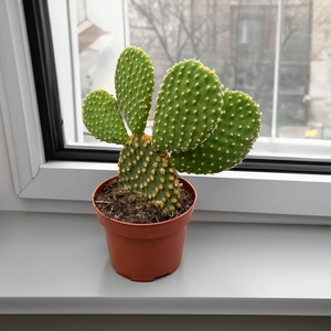 Opuntia pallida (Pot size 12cm) Prickly Pear Cactus - image 1