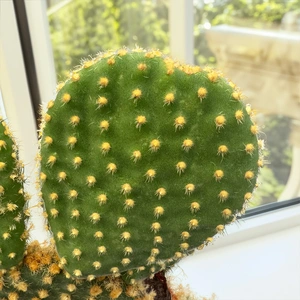 Opuntia pallida (Pot size 12cm) Prickly Pear Cactus - image 2