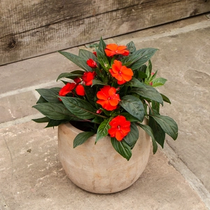 Orange New Guinea Impatiens (13cm pot) - image 2