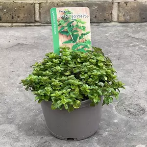 Origanum majorana 'Aureum' ( Pot Size 1L) - Golden marjoram - image 2