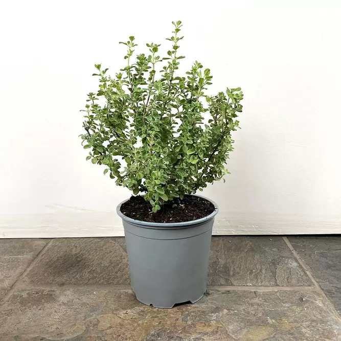 Origanum vulgare (Pot Size 1L) - Oregano - image 3