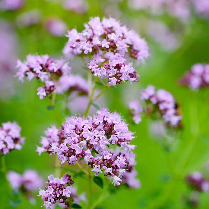 Origanum vulgare (Pot Size 1L) - Oregano - image 1