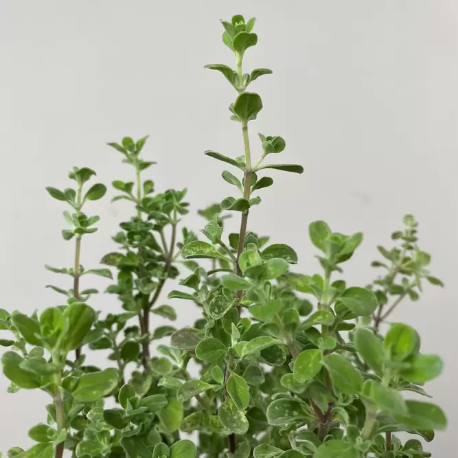 Origanum vulgare (Pot Size 1L) - Oregano - image 2