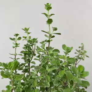 Origanum vulgare (Pot Size 1L) - Oregano - image 2