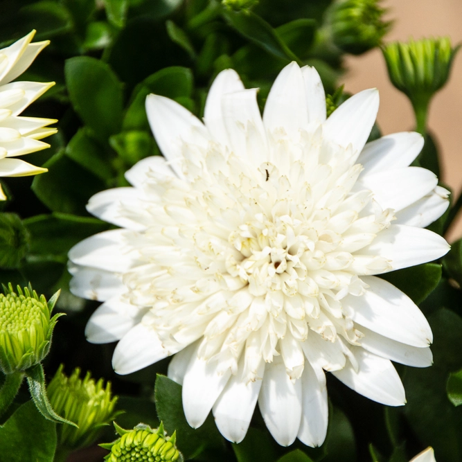 Osteospermum 'Creme' (Pot Size 10.5cm) - African Daisy - image 2