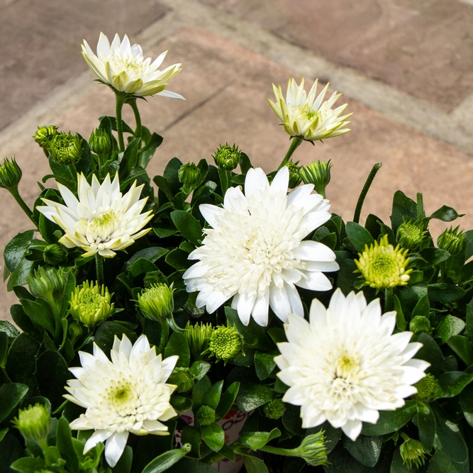 Osteospermum 'Creme' (Pot Size 10.5cm) - African Daisy - image 3