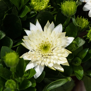 Osteospermum 'Creme' (Pot Size 10.5cm) - African Daisy - image 4