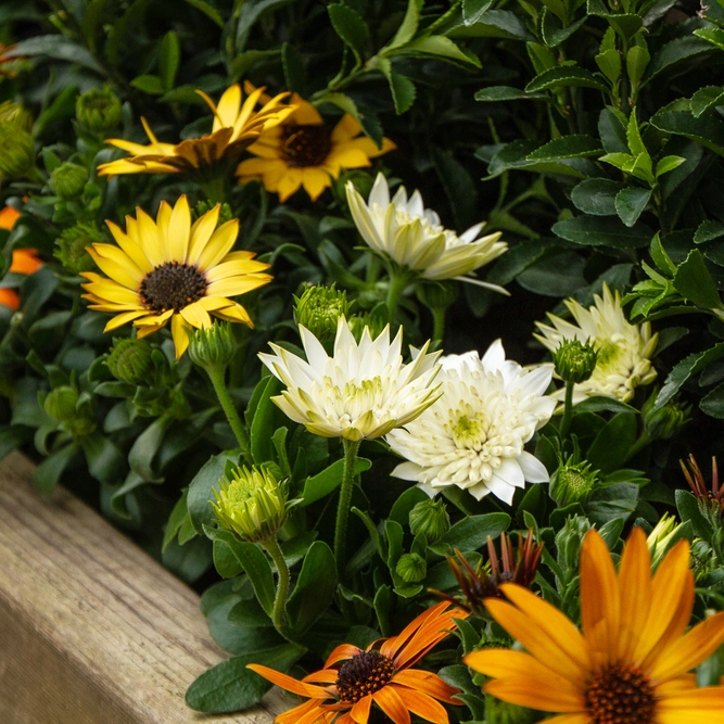 Osteospermum 'Creme' (Pot Size 10.5cm) - African Daisy - image 7