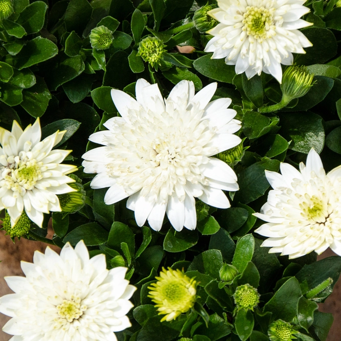 Osteospermum 'Creme' (Pot Size 10.5cm) - African Daisy - image 1