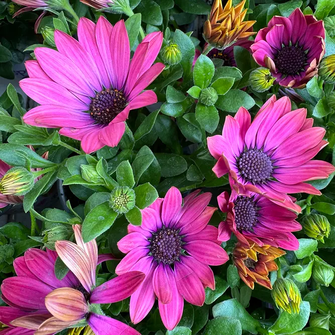 Osteospermum 'Fuchsia' (Pot Size 10.5cm) - African Daisy