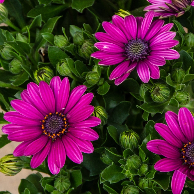 Osteospermum 'Lavender' (Pot Size 10.5cm) - African Daisy - image 1