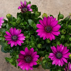 Osteospermum 'Lavender' (Pot Size 10.5cm) - African Daisy - image 2