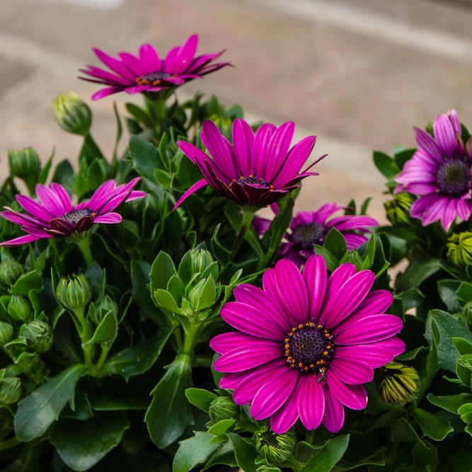 Osteospermum 'Lavender' (Pot Size 10.5cm) - African Daisy - image 3