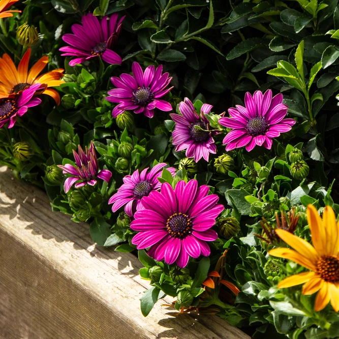 Osteospermum 'Lavender' (Pot Size 10.5cm) - African Daisy - image 7