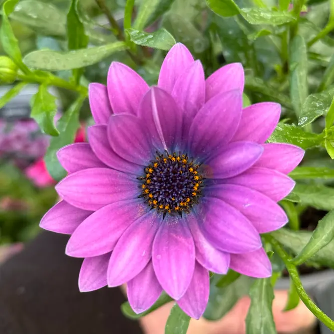 Osteospermum 'Light Purple' (Pot Size 10.5cm) - African Daisy