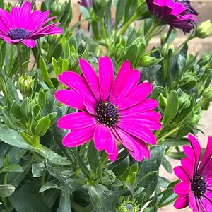 Osteospermum Magenta (Pot Size 2.5L) - African Daisies - image 1