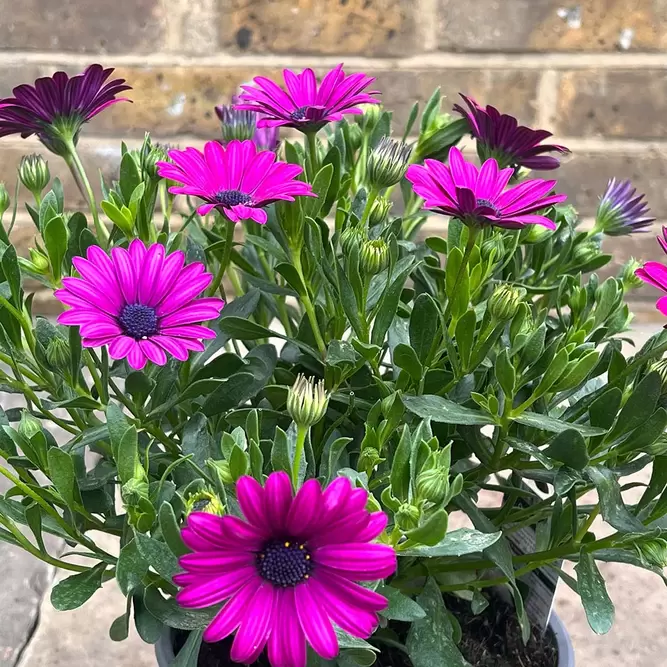 Osteospermum Magenta (Pot Size 2.5L) - African Daisies - image 2