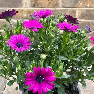 Osteospermum Magenta (Pot Size 2.5L) - African Daisies - image 2