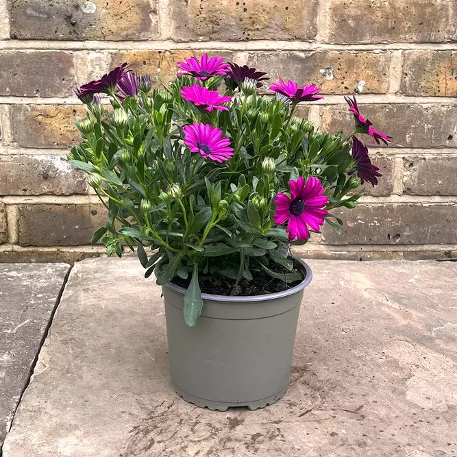 Osteospermum Magenta (Pot Size 2.5L) - African Daisies - image 3