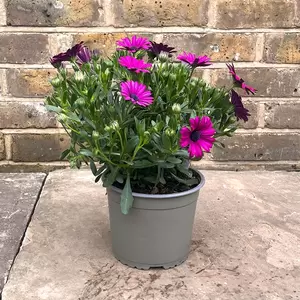 Osteospermum Magenta (Pot Size 2.5L) - African Daisies - image 3