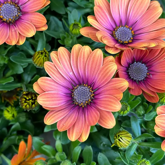 Osteospermum 'P.Eye Beauty' (Pot Size 10.5cm) - African Daisy