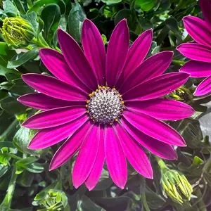Osteospermum 'Purple' (Pot Size 10.5cm) - African Daisy