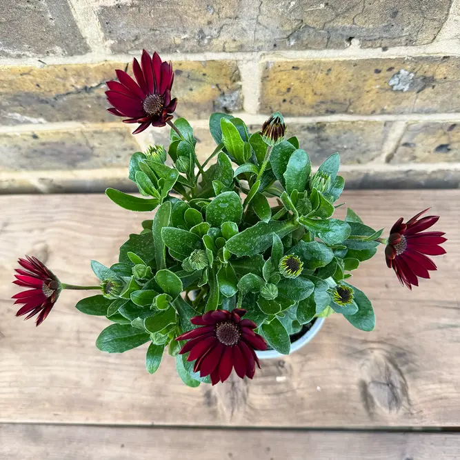 Osteospermum 'Red Cobber' (Pot Size 10.5cm) - African Daisy - image 2