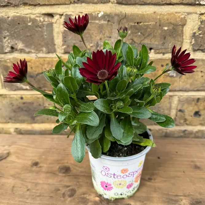 Osteospermum 'Red Cobber' (Pot Size 10.5cm) - African Daisy - image 3