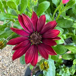 Osteospermum 'Red Cobber' (Pot Size 10.5cm) - African Daisy - image 1