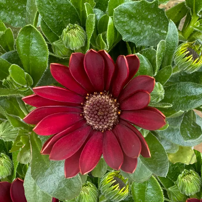 Osteospermum 'Red' (Pot Size 10.5cm) - African Daisy - image 1